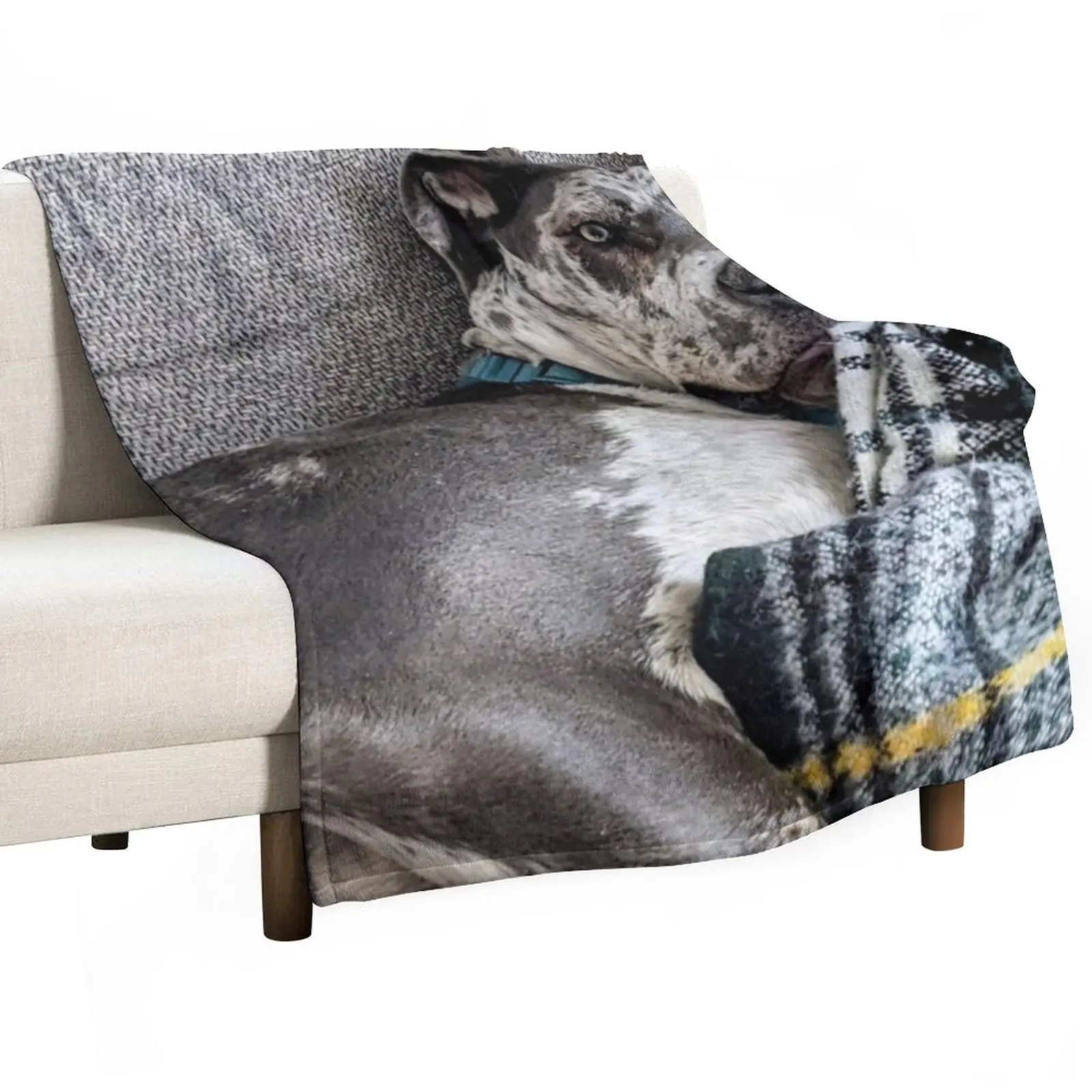 Great Dane Puppy chewing on Blanket Throw Blanket Fluffy Soft Blankets Summer Bedding Blankets fluffy blanket Soft Big Blanket
Great Dane Puppy chewing on Blanket Throw Blanket Fluffy Soft Blankets Summer Bedding Blankets fluffy blanket Soft Big Blanket