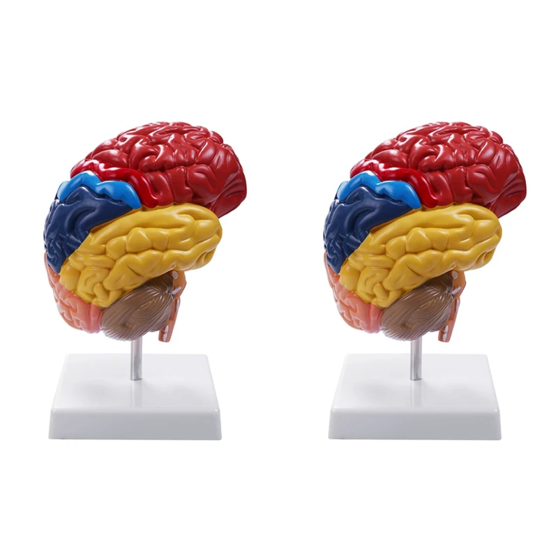 2X Cerebral Anatomical Model Anatomy 1:1 Half Brain Brainstem Teaching Lab Supplies
2X Cerebral Anatomical Model Anatomy 1:1 Half Brain Brainstem Teaching Lab Supplies