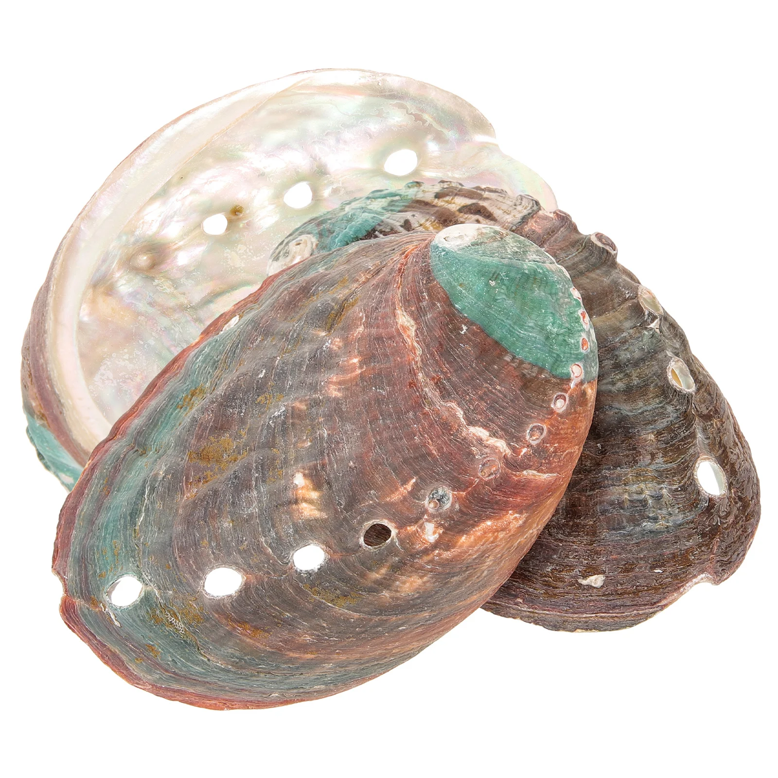 3 Pcs Natural Shell Abalone Decorative Ornaments Smudge Bowl Seashells Black Tray Smudging for Sink Kit Conch Empty
3 Pcs Natural Shell Abalone Decorative Ornaments Smudge Bowl Seashells Black Tray Smudging for Sink Kit Conch Empty