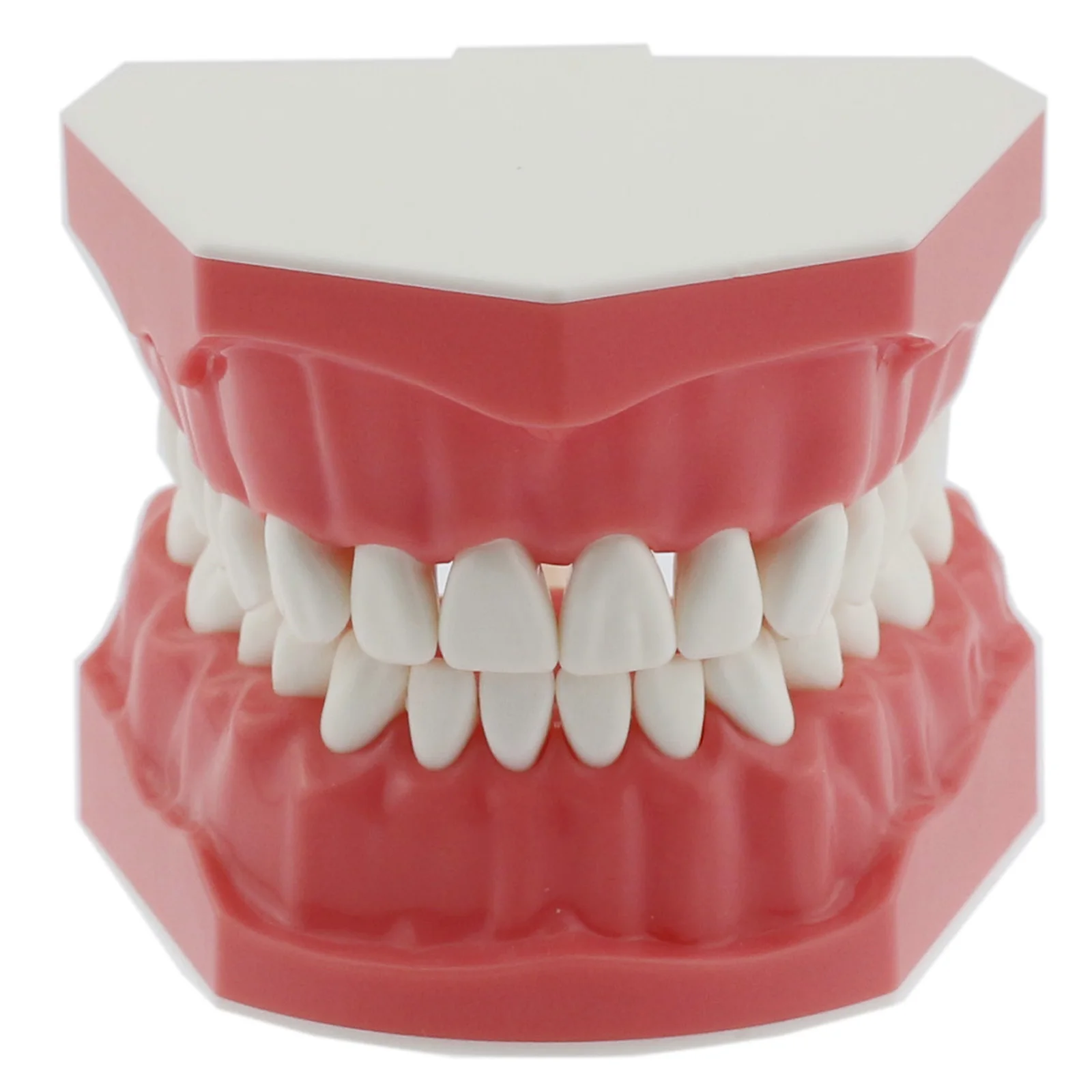 

Dental Model Brushing Flossing Practice Teeth Typodonts Model Teaching Studying M7010