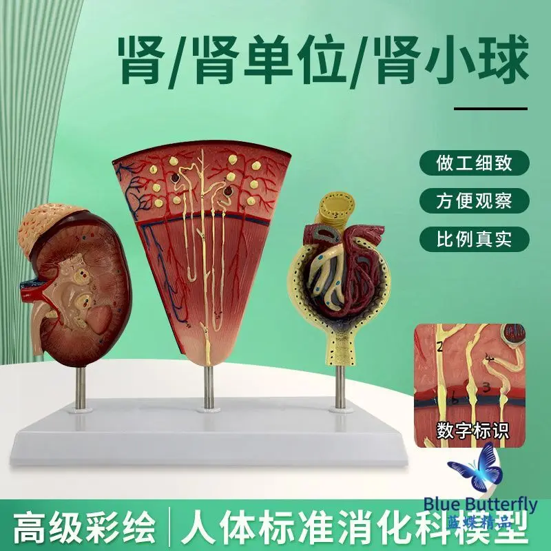 Kidney and nephron glomerular model Human kidney model Renal model Renal anatomical model Renal department
Kidney and nephron glomerular model Human kidney model Renal model Renal anatomical model Renal department