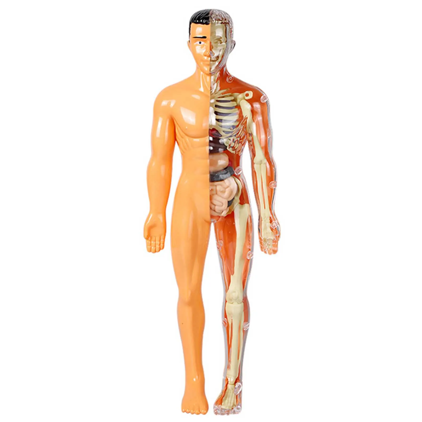 

3D модель человеческого для тела, обучающие игрушки для сборки человеческого тела, Обучающие инструменты для детей, научные когнитивные игрушки