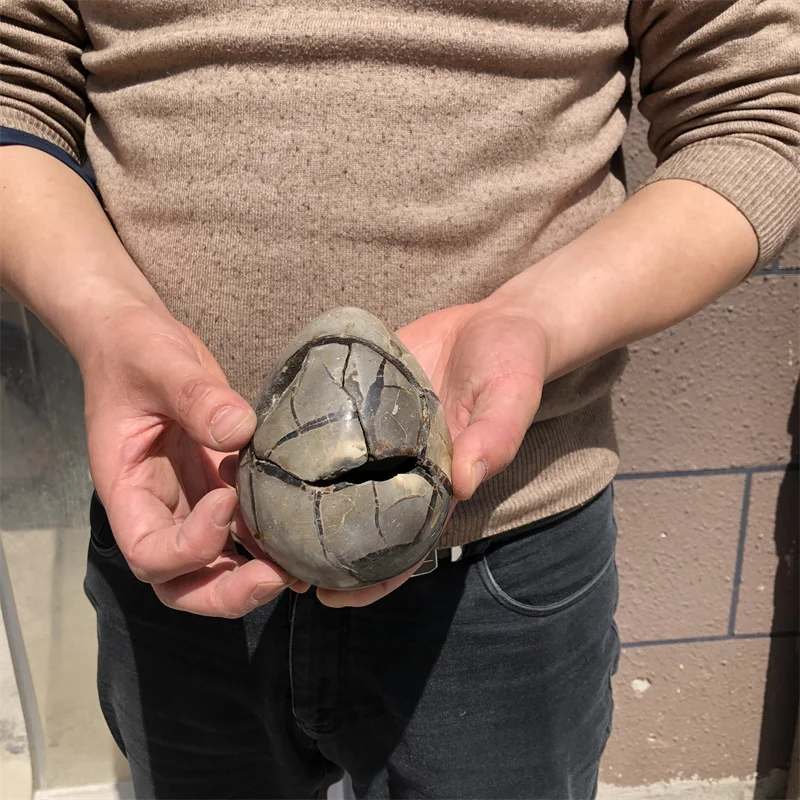 0.9kg Natural curvature of the furnishing articles Turtle grain stone egg Ball Septarian nodule Crystal Healing quartz
0.9kg Natural curvature of the furnishing articles Turtle grain stone egg Ball Septarian nodule Crystal Healing quartz