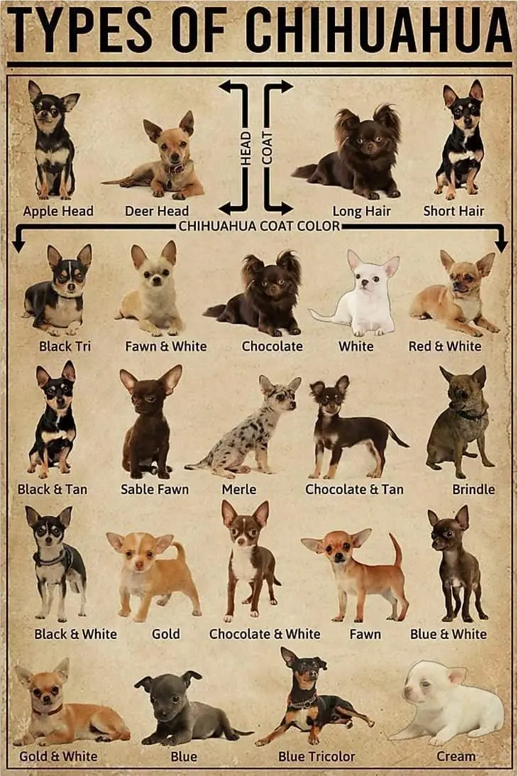Metal Tin Sign types of Chihuahua Poster Chihuahua Dog Lover Poster Animal Poster Chihuahua Dog Poster Dog Poster Wall Decor
Metal Tin Sign types of Chihuahua Poster Chihuahua Dog Lover Poster Animal Poster Chihuahua Dog Poster Dog Poster Wall Decor