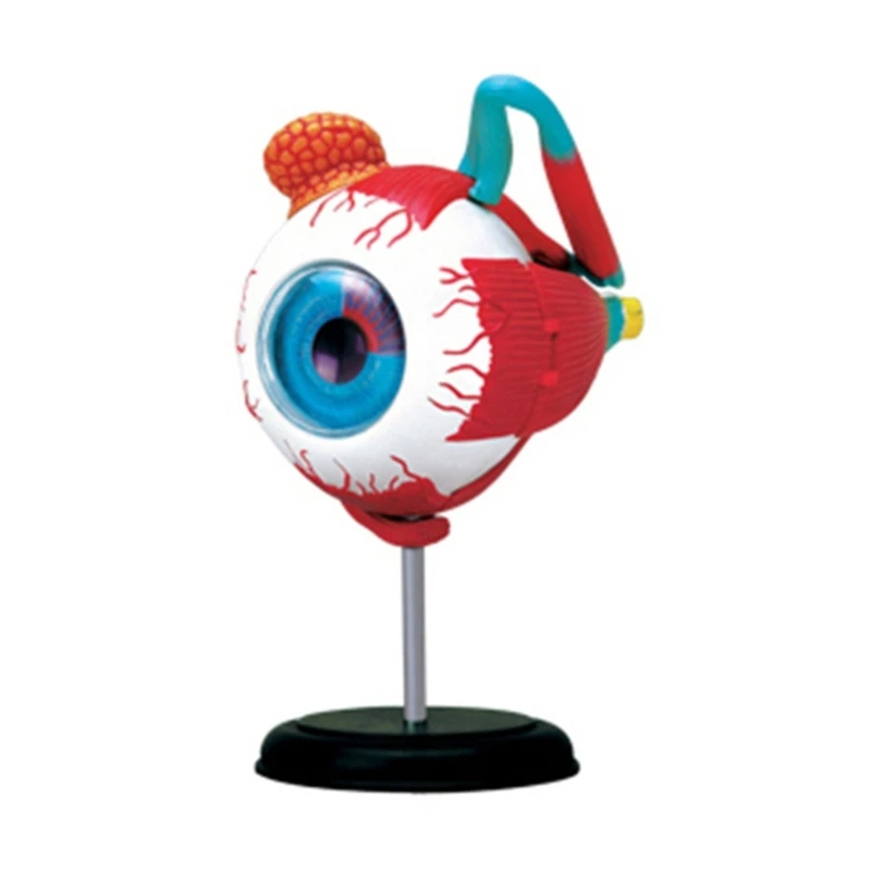 Human Eye Anatom Model Professional Lightweight Enlarged Eyeball Model Easy To Disassemble with Bracket for Display
Human Eye Anatom Model Professional Lightweight Enlarged Eyeball Model Easy To Disassemble with Bracket for Display