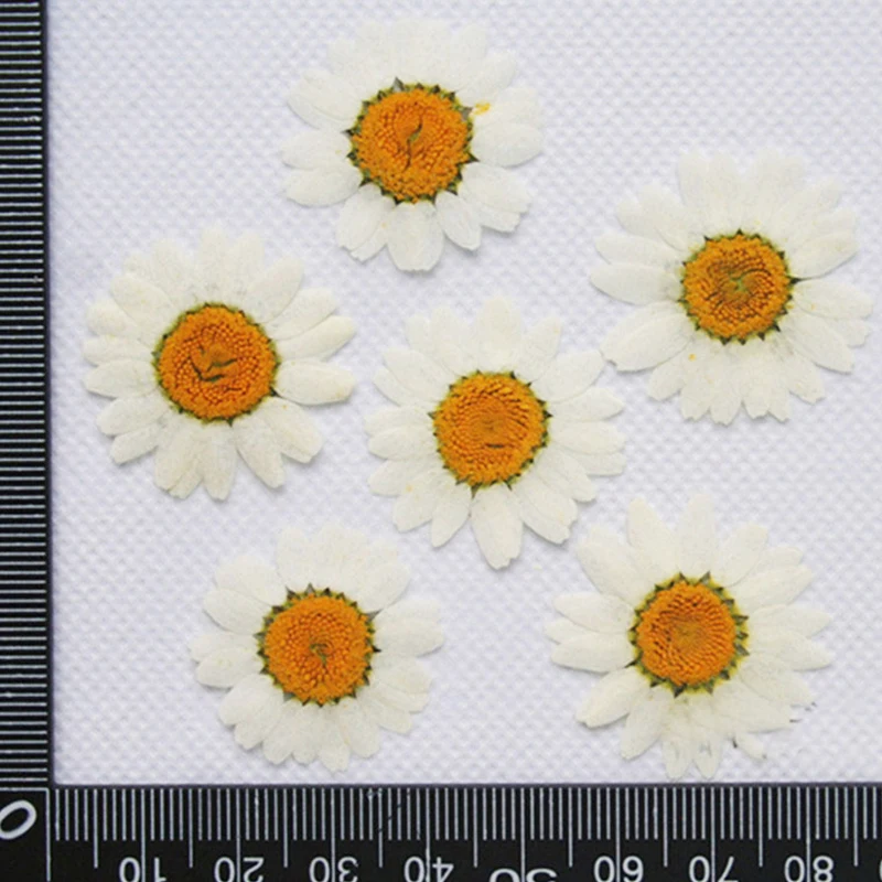 1000 шт., прессованные цветы для украшения дома
1000 шт., прессованные цветы для украшения дома