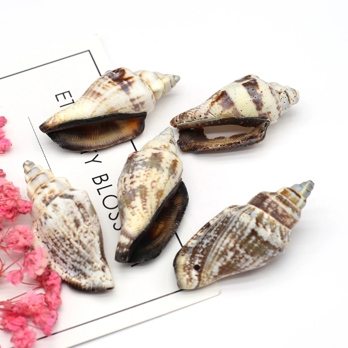 Wholesale 18Pcs Natural Conch Black Shells Home toys Decoration Material Natural Craft Seashell Aquarium Fish Tank Landscape
Wholesale 18Pcs Natural Conch Black Shells Home toys Decoration Material Natural Craft Seashell Aquarium Fish Tank Landscape