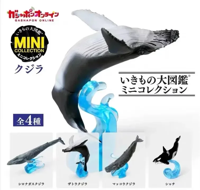 

Japanese Genuine Gacha Scale Model Marine Organism Dolphin Killer Whale Humpback Sperm Whale Action Figure Toys