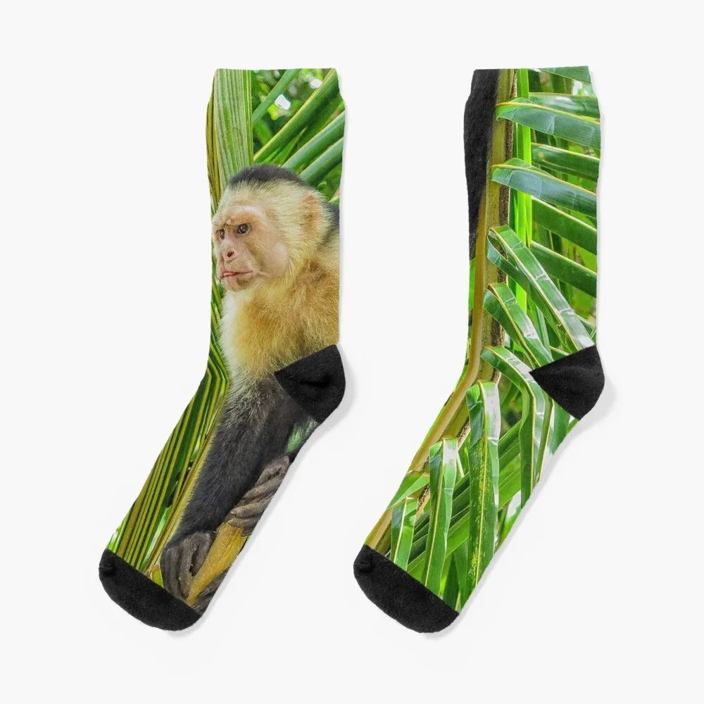 White faced monkey in a tree Socks soccer sock basketball socks soccer sock sports and leisure Men Socks Luxury Brand Women's
White faced monkey in a tree Socks soccer sock basketball socks soccer sock sports and leisure Men Socks Luxury Brand Women's