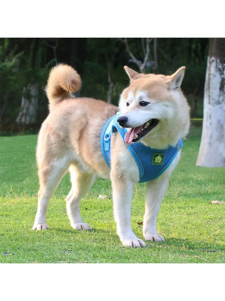 Поводок для собак, Тедди, маленький и средний размер, жилет для собак, стильная нагрудная шлейка, поводок для прогулок с собакой, товары для домашних животных
Поводок для собак, Тедди, маленький и средний размер, жилет для собак, стильная нагрудная шлейка, поводок для прогулок с собакой, товары для домашних животных