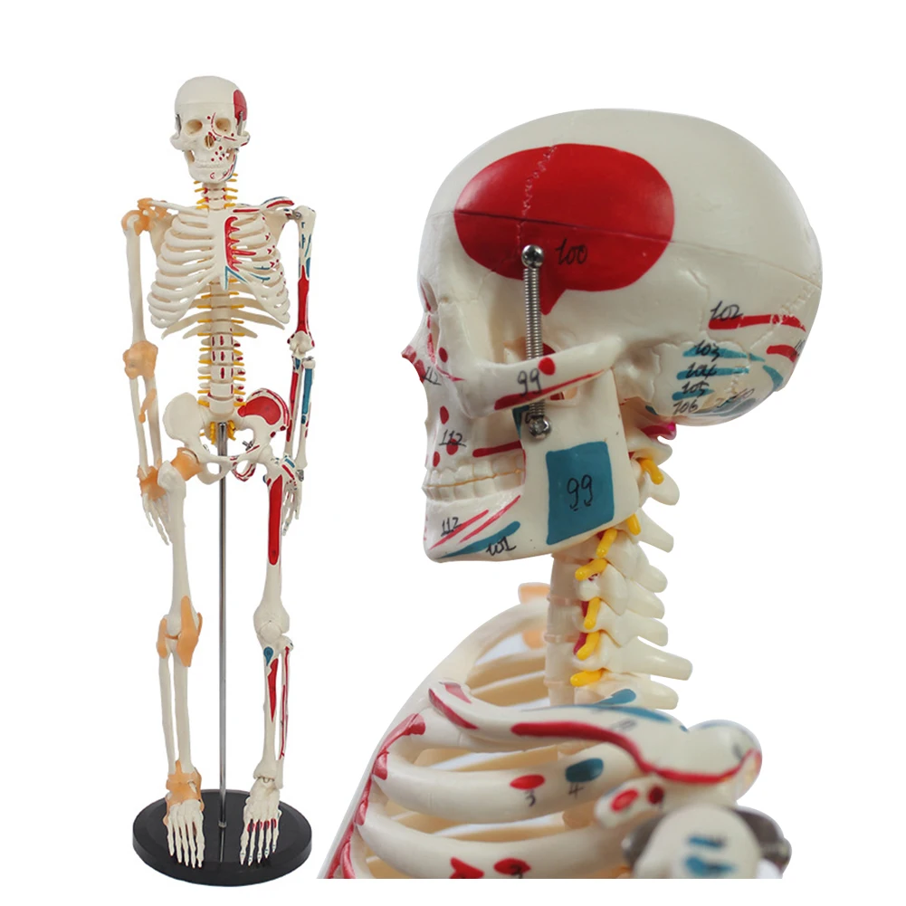 85cm Bone Nerve Intervertebral Disc Medical Teaching Equipment Attached Are The Starting Ending numbers Half Muscles Ligaments
85cm Bone Nerve Intervertebral Disc Medical Teaching Equipment Attached Are The Starting Ending numbers Half Muscles Ligaments