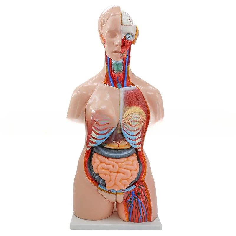 85CM anatomical model of male and female human organ structure, teaching of trunk models
85CM anatomical model of male and female human organ structure, teaching of trunk models