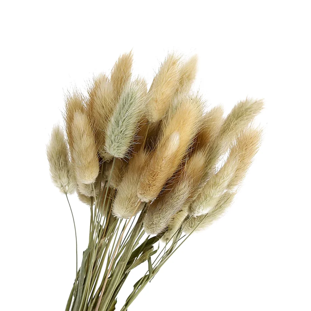 Dried Rabbit Tail Grass Dried Pampas Grass Bunny Tails Stems Natural Dried Flower Bouquet Floral Arrangement Bunch Boho
Dried Rabbit Tail Grass Dried Pampas Grass Bunny Tails Stems Natural Dried Flower Bouquet Floral Arrangement Bunch Boho