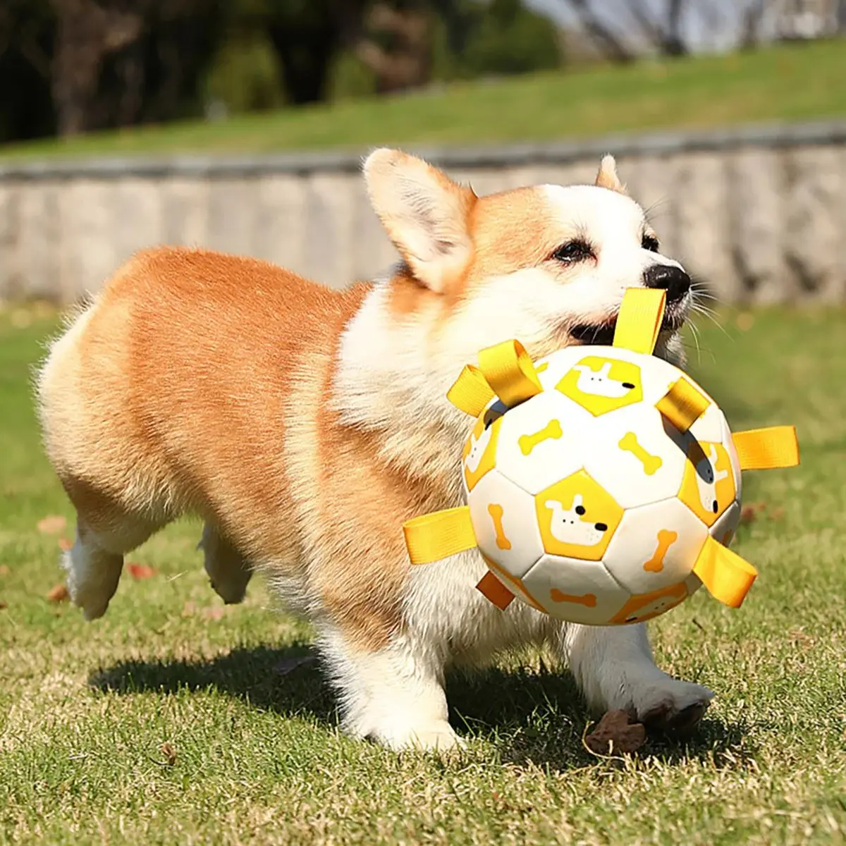 Dog Football Toys Inflated Dogs Teething Ball Outdoor Border Collie Balls Durable Dog Tug of War Toy Pet Training Pet Supplies
Dog Football Toys Inflated Dogs Teething Ball Outdoor Border Collie Balls Durable Dog Tug of War Toy Pet Training Pet Supplies