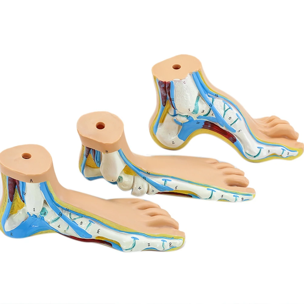 Модель для стопы, модель для пальмовых мышц стопы, модель для свода стопы, анатомия стопы
Модель для стопы, модель для пальмовых мышц стопы, модель для свода стопы, анатомия стопы