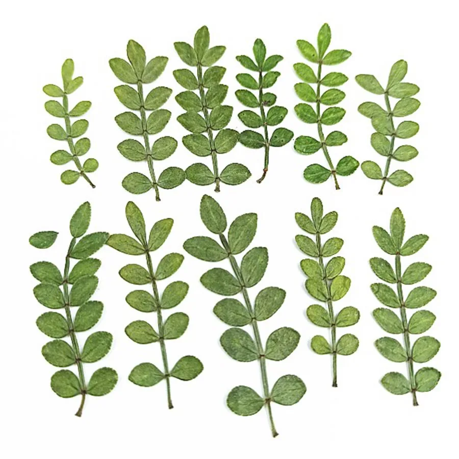 60pcs Pressed Dried Zanthoxylum Piperitum Leaves Flower Plant Herbarium For Jewelry Postcard Invitation Card Phone Case DIY
60pcs Pressed Dried Zanthoxylum Piperitum Leaves Flower Plant Herbarium For Jewelry Postcard Invitation Card Phone Case DIY