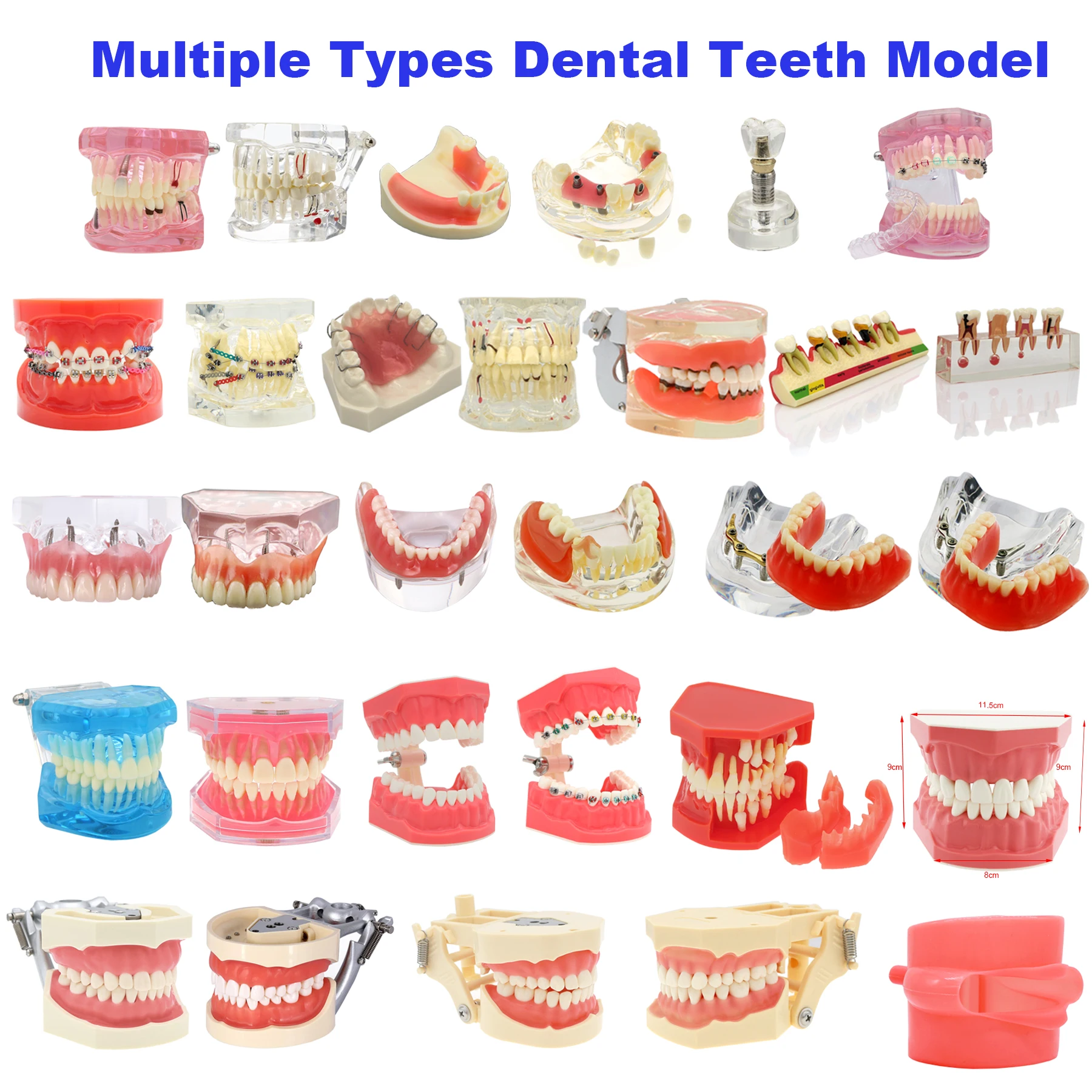 Dental Teeth Model Dental Teaching Models Implant Model Typodont/Orthodontic/Removable Dentistry Model For Training Studying
Dental Teeth Model Dental Teaching Models Implant Model Typodont/Orthodontic/Removable Dentistry Model For Training Studying