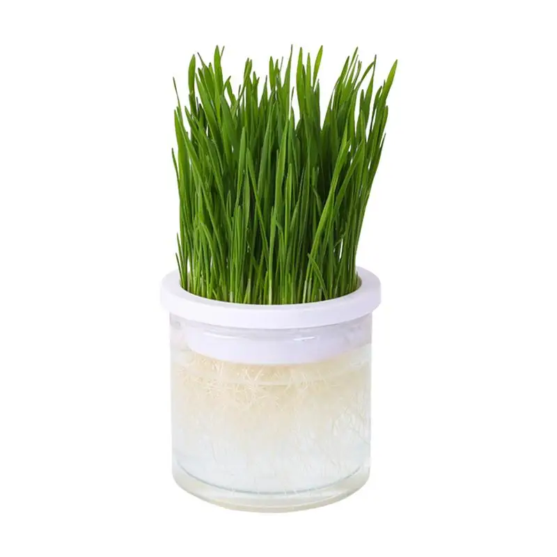 Pet Cat Grass Digestion Growing Tray Dish Greenhouse Hydroponics Plant Clear Cat Grass Germination Nursery Pot Grow Box 
Pet Cat Grass Digestion Growing Tray Dish Greenhouse Hydroponics Plant Clear Cat Grass Germination Nursery Pot Grow Box