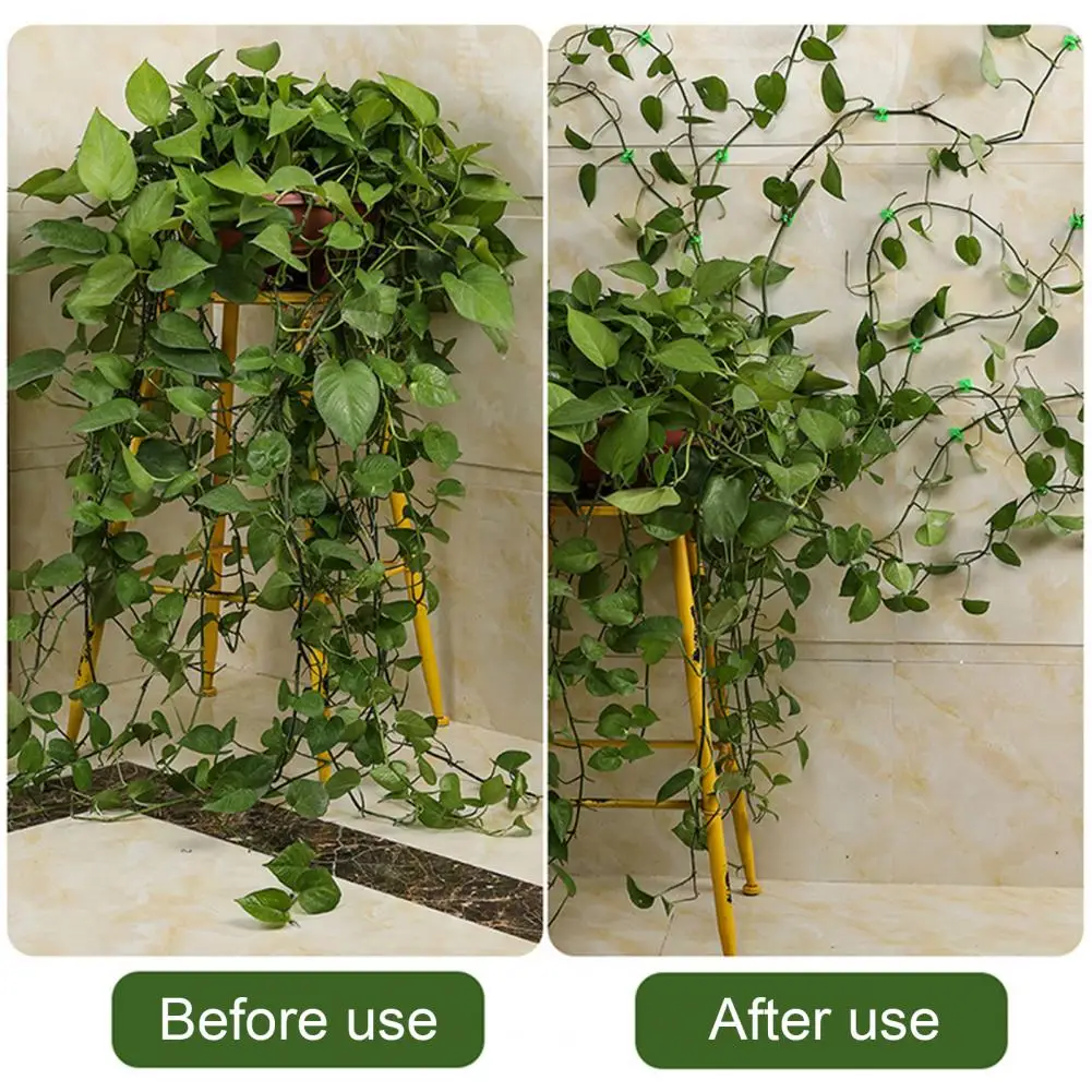 Sansevieria Plant Support System Ivy Plant Support Clips Sturdy Green Plant Clips for Climbing Vines Reliable Wall for Plant
Sansevieria Plant Support System Ivy Plant Support Clips Sturdy Green Plant Clips for Climbing Vines Reliable Wall for Plant
