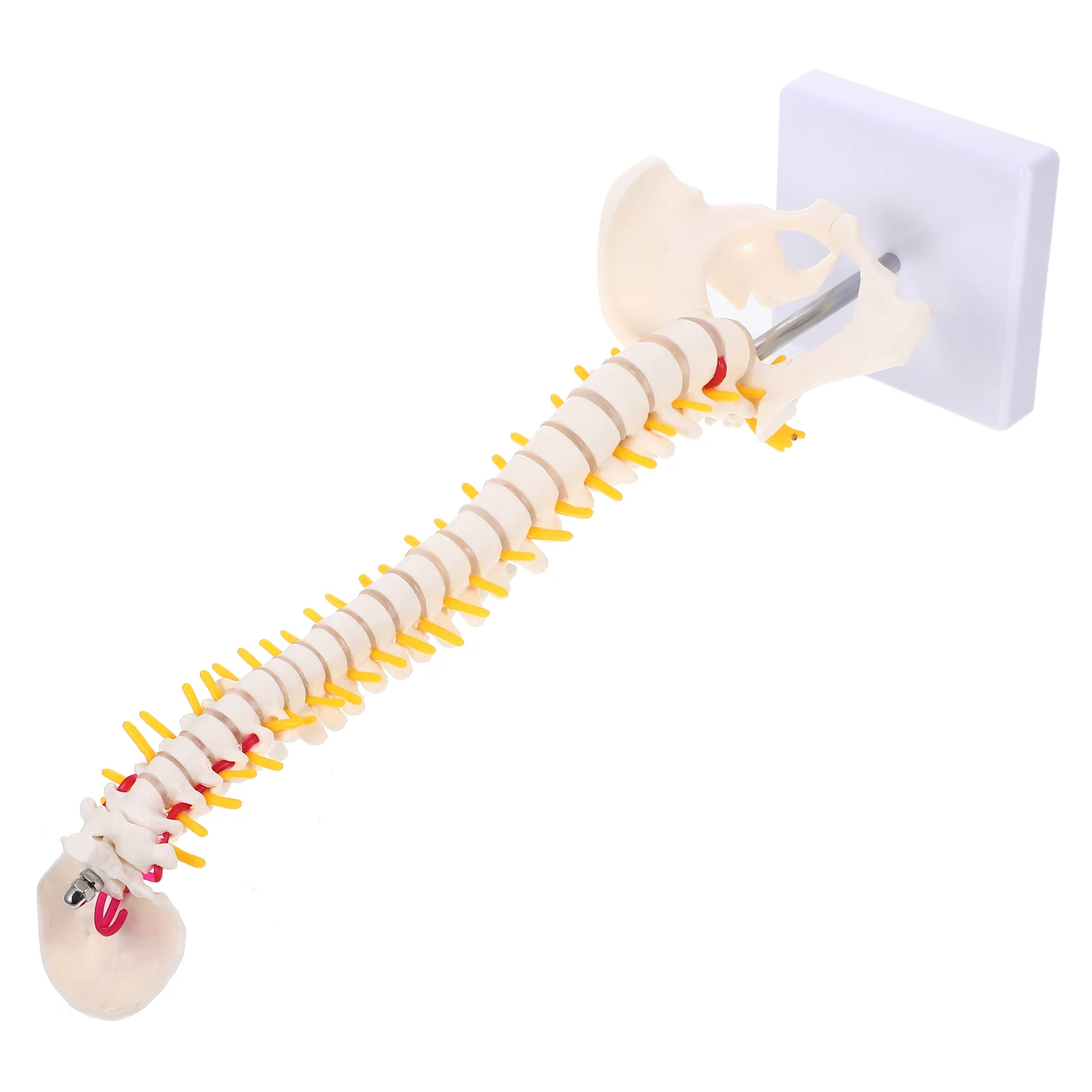 Model Spine Anatomy Human Spinal Anatomical Models Training Lumbar Vertebrae Practice Body Chiropractic Demonstration
Model Spine Anatomy Human Spinal Anatomical Models Training Lumbar Vertebrae Practice Body Chiropractic Demonstration