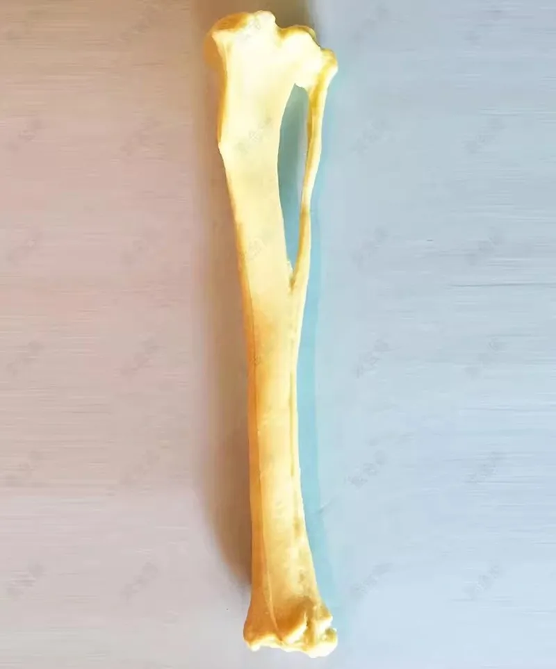 Surgical Practice Simulated bone dog tibia fibula bone model orthopedic dog skeleton Animal skeleton Canine pet
Surgical Practice Simulated bone dog tibia fibula bone model orthopedic dog skeleton Animal skeleton Canine pet