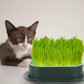 고양이 쓰레기 상자 개박하 식물 재배 수경 화분, 야채 잔디 플라스틱 트레이 식물