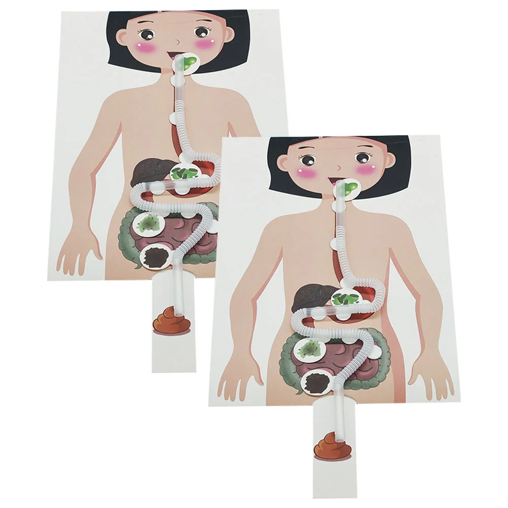 2 Sets Digestive System Model DIY Kids Toys Human for Kit Suite Experiment Supplies
2 Sets Digestive System Model DIY Kids Toys Human for Kit Suite Experiment Supplies