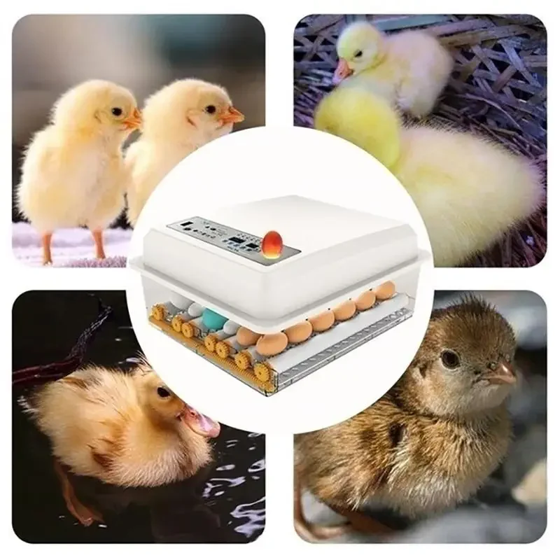 

16 Eggs Bird Quail Turner Hatchery Farm Incubator Incubation Poultry Brooder Chick Automatic Tools Hatcher