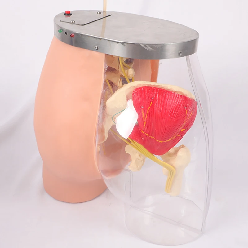 Усовершенствованная модель внутримышечной инъекции бедер, мускулатуры, скелетная структура, нейроваскулярная система для медицинских тренировок
Усовершенствованная модель внутримышечной инъекции бедер, мускулатуры, скелетная структура, нейроваскулярная система для медицинских тренировок