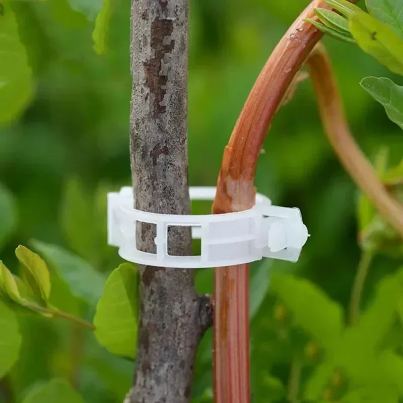 Tomato Vine Support Clips S79a60f7bec3c495facf4d8a319eff646T