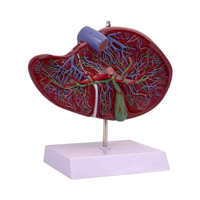 

Human Liver Anatomy Model for Disease Study, Life Size Liver Model Anatomy Shows Details of Liver Blood Vascular System