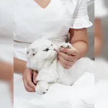 Pet cat nail clippers stainless steel kitten adult cat scissors flat head elbow nail clippers pet cleaning supplies
Pet cat nail clippers stainless steel kitten adult cat scissors flat head elbow nail clippers pet cleaning supplies