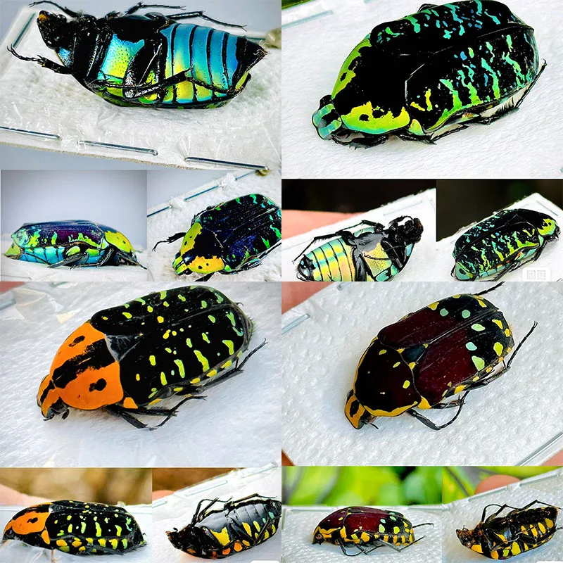 Exquisite Madagascar Flower Insect Specimens, Golden Tortoise, Suitable for Insect Hobby, Science and Education Collection
Exquisite Madagascar Flower Insect Specimens, Golden Tortoise, Suitable for Insect Hobby, Science and Education Collection
