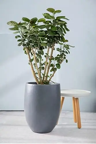 Lightweight Concrete Outdoor Round Bowl Planter, 21.7 Inch Tall, Pure White G moss Cloth plant pot Hydroponics tower system Meta
Lightweight Concrete Outdoor Round Bowl Planter, 21.7 Inch Tall, Pure White G moss Cloth plant pot Hydroponics tower system Meta
