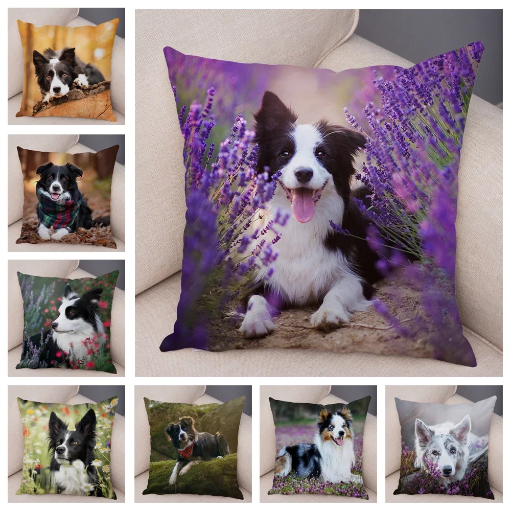 Cute Scottish Border Collie Pillowcase Dog Print Decor Pet Animal Cushion Cover Sofa
Cute Scottish Border Collie Pillowcase Dog Print Decor Pet Animal Cushion Cover Sofa