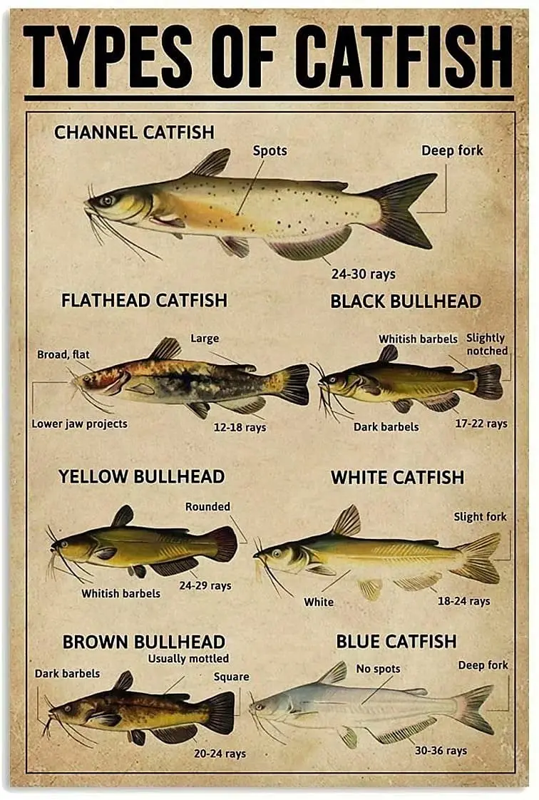 

Знания о кошачьей рыбе, ретро металлический жестяной плакат с принтом типов кошачьей рыбы, постер для школы, дома, обучения, бара, ресторана, гостиной, спальни