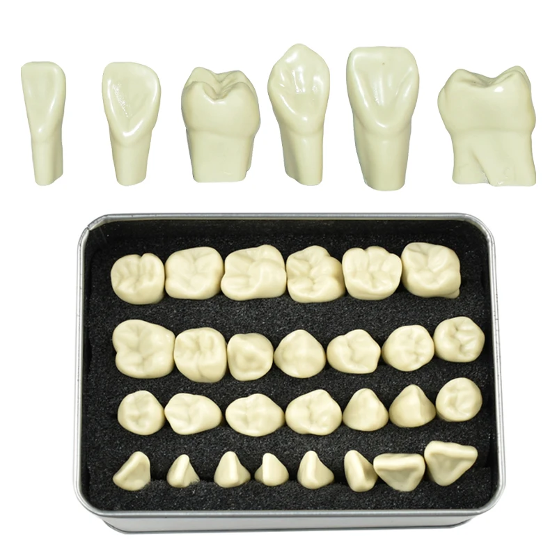 

28Teeth 2 Times Carved Ivory Model Teaching Model Dentistry Tooth Structure Practice Carving Comparison Pit Fissure Caries Model