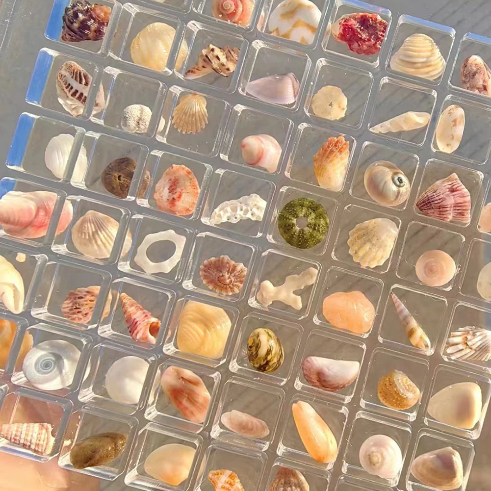 Acrylic Magnetic Seashell Display Box Seashell Display Box Diamond Storage Box Magnetic Closure Designed With A Magnetic
Acrylic Magnetic Seashell Display Box Seashell Display Box Diamond Storage Box Magnetic Closure Designed With A Magnetic