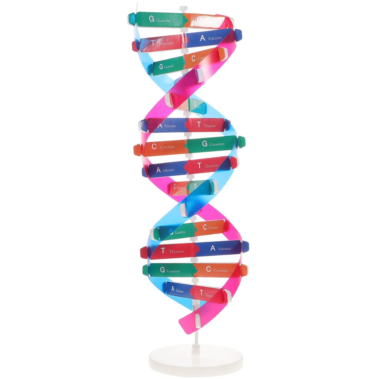 DNA Kit Self Double Helix Model Kit Assembling DNA Display Stand Double Helix Model Human Genes Learning Toy Biological Teaching
DNA Kit Self Double Helix Model Kit Assembling DNA Display Stand Double Helix Model Human Genes Learning Toy Biological Teaching