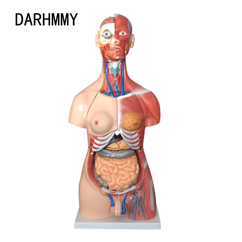 DARHMMY Human Torso Body Model 85CM Unisex Muscle Torso 30 Parts Anatomy Anatomical Medical Model Internal Organs For Teaching
DARHMMY Human Torso Body Model 85CM Unisex Muscle Torso 30 Parts Anatomy Anatomical Medical Model Internal Organs For Teaching