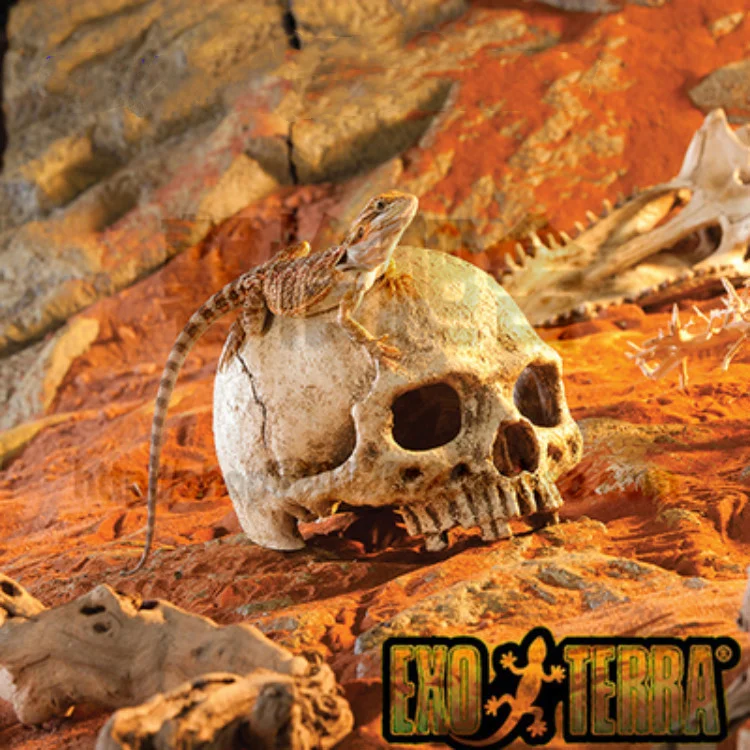 Resin Head Bone Skull Reptile Hide Cave Shrimp Habitat ish Tank Landscape Aquarium Pet Reptile House Decor Accessories
Resin Head Bone Skull Reptile Hide Cave Shrimp Habitat ish Tank Landscape Aquarium Pet Reptile House Decor Accessories
