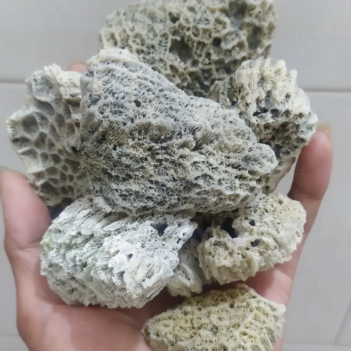 500G Nature Fish Tank Landscape Coral Reef Coral Reef Bone Shipped With 3-20 Cm Suitable For Tank Bottom Landscape Decorative
500G Nature Fish Tank Landscape Coral Reef Coral Reef Bone Shipped With 3-20 Cm Suitable For Tank Bottom Landscape Decorative