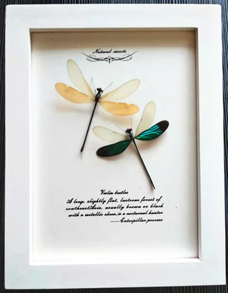 Real butterfly Insect Dragonfly Specimen Birthday Gift Valentine's Day Gift Student Gift Wedding Gift home accessories
Real butterfly Insect Dragonfly Specimen Birthday Gift Valentine's Day Gift Student Gift Wedding Gift home accessories