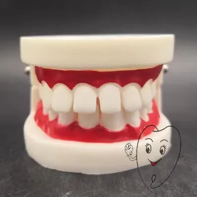 Children's dental model Deciduous Tooth model Brushing demonstration model Small tooth mold with gaps
Children's dental model Deciduous Tooth model Brushing demonstration model Small tooth mold with gaps