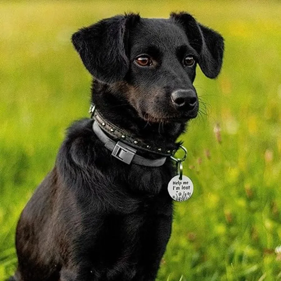 QR Code Stainless Steel Dog & Cat ID Tag with Engraved Profile & Email Location Alerts QR Code Stainless Steel Dog & Cat ID Tag with Engraved Profile & Email Location Alerts