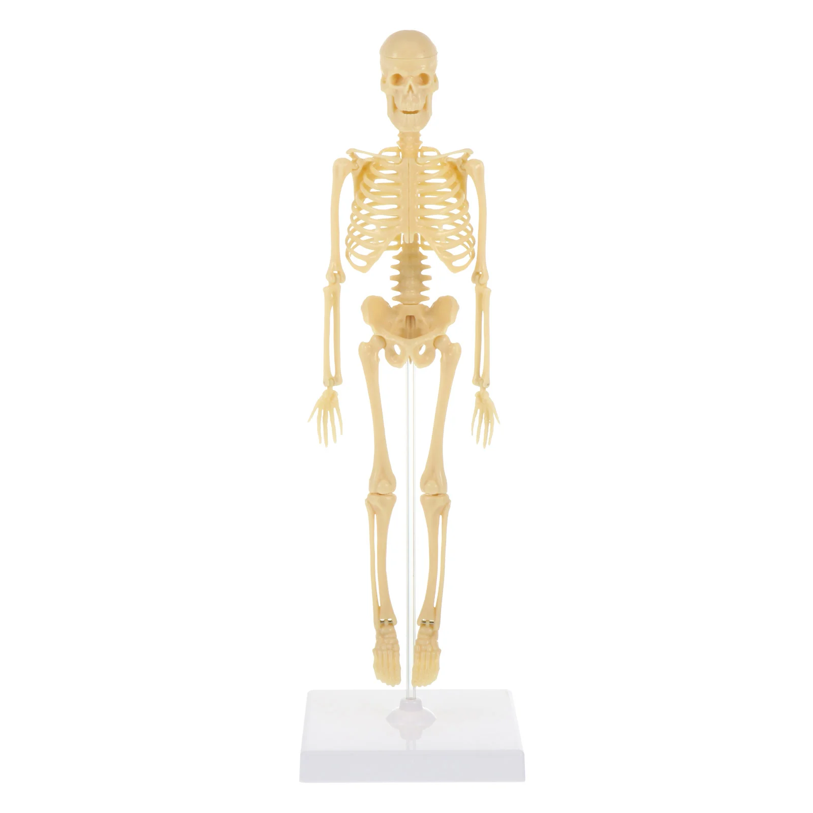 Mannequin Human Plastic Kids Toy DIY Simulation Care Model Assembly Manikin Student
Mannequin Human Plastic Kids Toy DIY Simulation Care Model Assembly Manikin Student