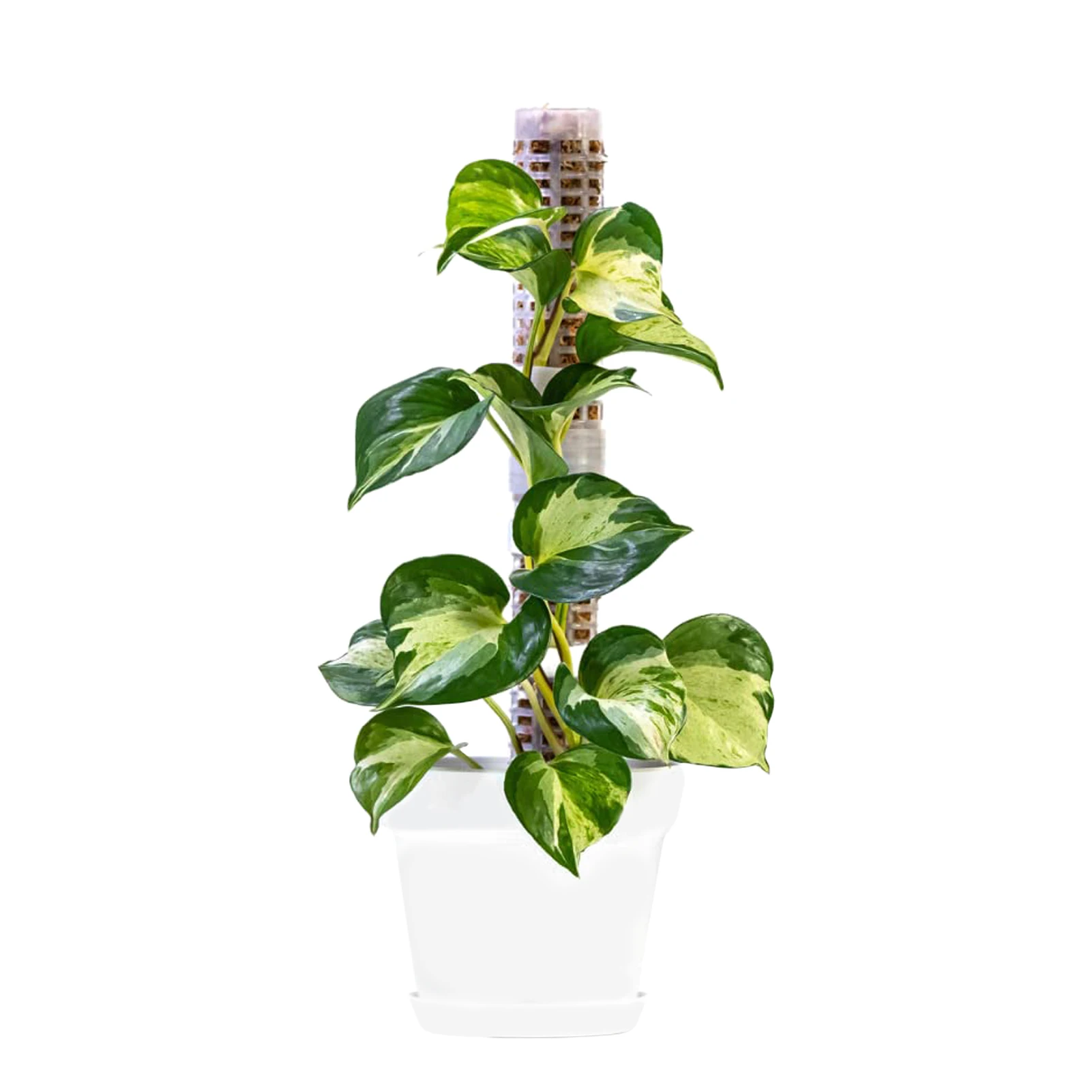 Moss Pole For Climbing Plants Stackable Moss Stick For Potted Plants Monstera Plant Stakes For Indoor Plant PVC Plant Support
Moss Pole For Climbing Plants Stackable Moss Stick For Potted Plants Monstera Plant Stakes For Indoor Plant PVC Plant Support
