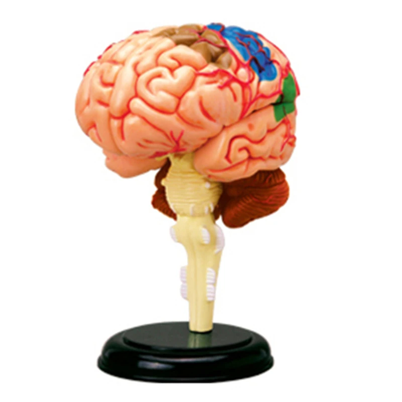 

4D Master Brain Anatomy Model Detachable Human Organ Anatomical Model Medical Teaching Biological Educational Tools