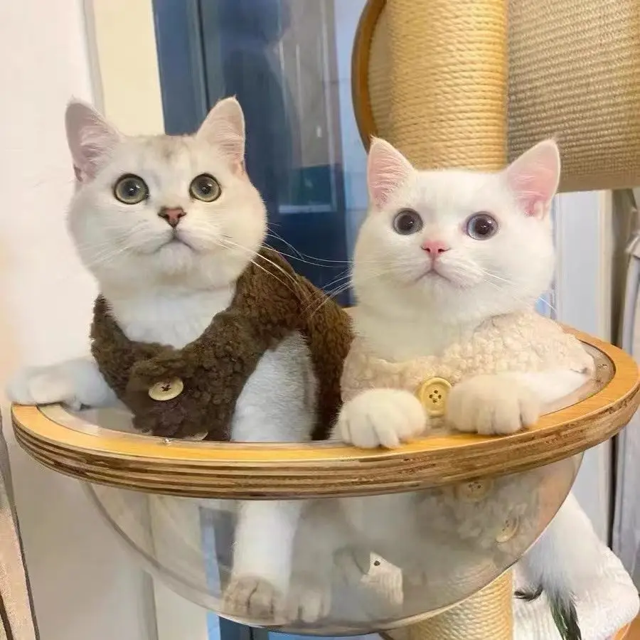 Pet Coat Cat Dog Vest Cute Warm Lamb Fur Cat and Dog Clothing Cloth Doll Teddy Bom Pet Autumn and Winter Clothing
Pet Coat Cat Dog Vest Cute Warm Lamb Fur Cat and Dog Clothing Cloth Doll Teddy Bom Pet Autumn and Winter Clothing