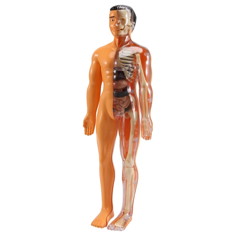 3D Human Body Anatomy Model Children Plastic DIY Skeleton Toy Science Early Learning Aids Educational Toys
3D Human Body Anatomy Model Children Plastic DIY Skeleton Toy Science Early Learning Aids Educational Toys
